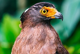 鳥,動物,鳥嘴