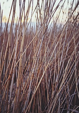 蘆葦,里德,自然