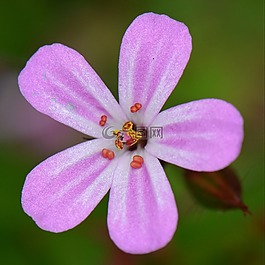 花卉,性質(zhì),宏