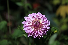 花,驕陽,艷麗