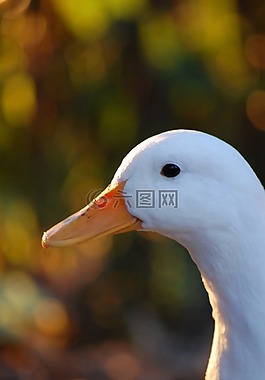 鴨,鳥,動物