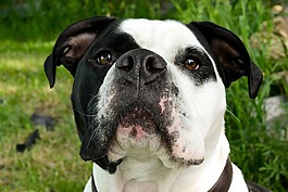 牛頭犬,狗,動物