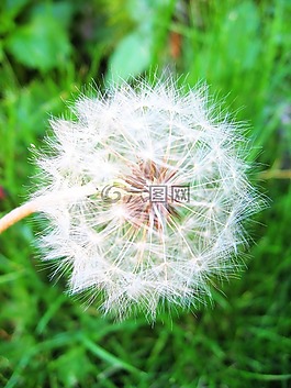 鮮花,蒲公英,性質(zhì)