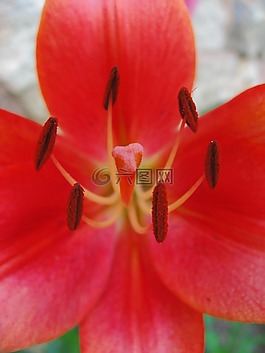 鮮花,百合,性質(zhì)