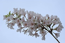 樱花,花,樱桃