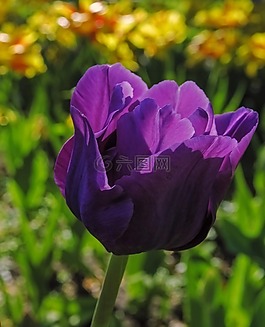 花,開花,自然
