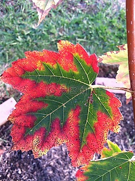 離開(kāi),日本楓樹(shù),秋