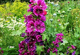 蜀葵,植物,花
