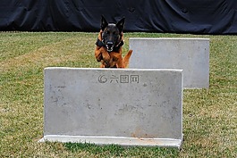 德國牧羊犬,狗,培訓(xùn)