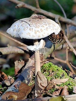 蘑菇,秋天,coulemelle