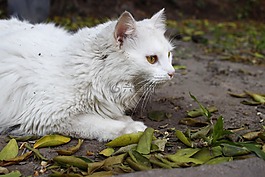 貓,動物,弗利納