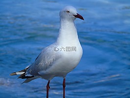 海鷗,鳥,水