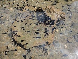 蝌蚪,青蛙,水