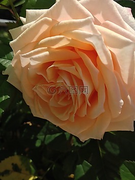 性質(zhì),花,玫瑰