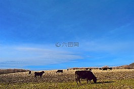 牛,原野,農(nóng)場