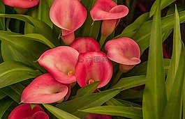 花,賴氨酸,莉莉橙色