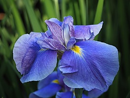 鸢尾花,鲜花,蓝色的花