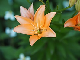 百合,鲜花,百合科