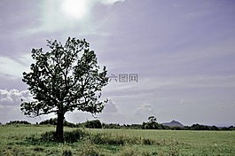 somoskő,树,景观