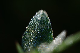 葉,雨滴,濕