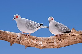 哀悼鴿子的鉆石,斑鳩,鳥