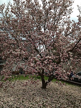 玉蘭,開(kāi)花,樹(shù)
