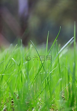 綠草,綠色,草地