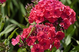 蜻蜓,鮮花,性質(zhì)