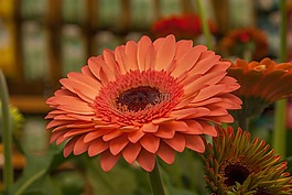 花,非洲菊,花園