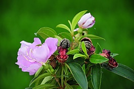 野牡丹,紫色,花