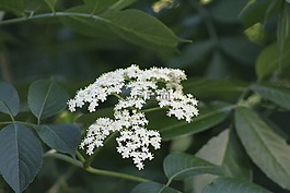 平复,草药,药材