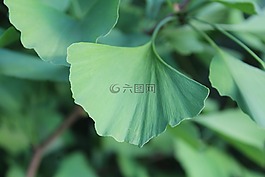 銀杏,葉,綠色