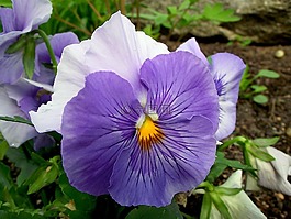 花,潘茜,彩色