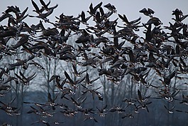 野鵝,鵝,鳥