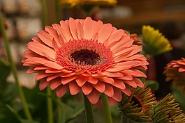 花,非洲菊,花園