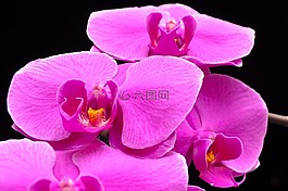 蝴蝶蘭,orquidea,蘭花
