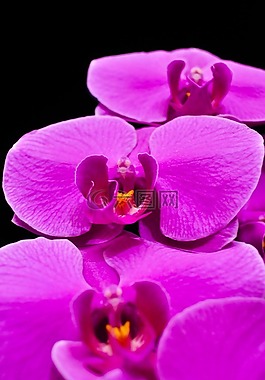 蝴蝶蘭,orquidea,蘭花