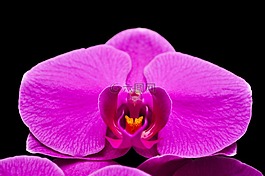 蝴蝶蘭,orquidea,花卉