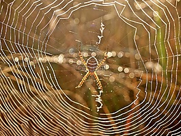 蜘蛛,web,露水