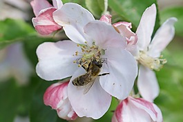 蜜蜂,授粉,蘋果花