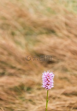 花,粉红色,草