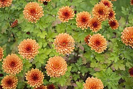 菊花,鮮花,顏色