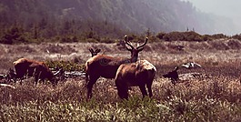 鹿,鹿角,動物