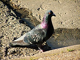 城市鴿子,鳥,動(dòng)物