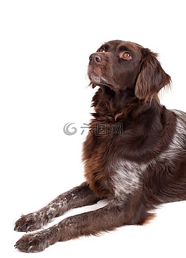 狗,hundeportrait,关注