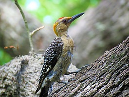 鳥,啄木鳥,野生動(dòng)物