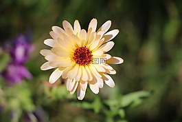 花,黄色,万寿菊