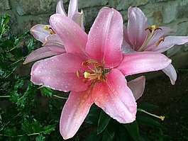 黃花菜,露水,綠色
