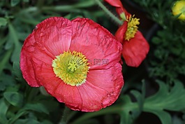 耀眼花卉,春天,血色浪漫