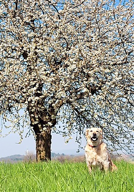 狗,金毛獵犬,性質(zhì)